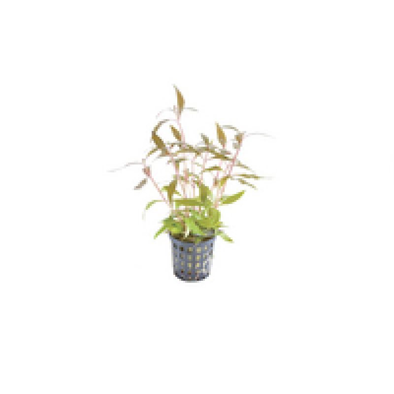 6x Alternanthera Rosaefolia mini